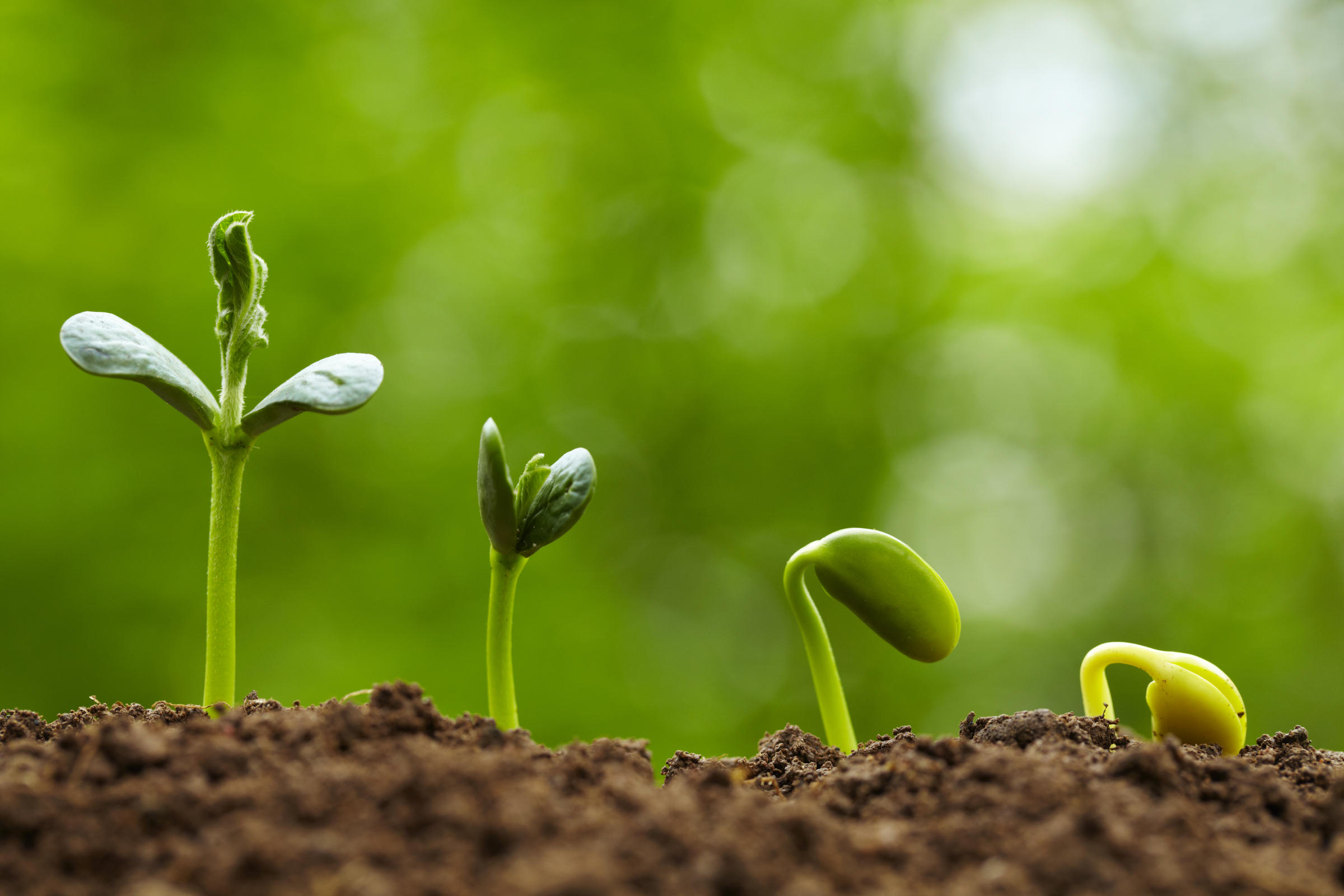 picture of small bud growing in spring with different stages